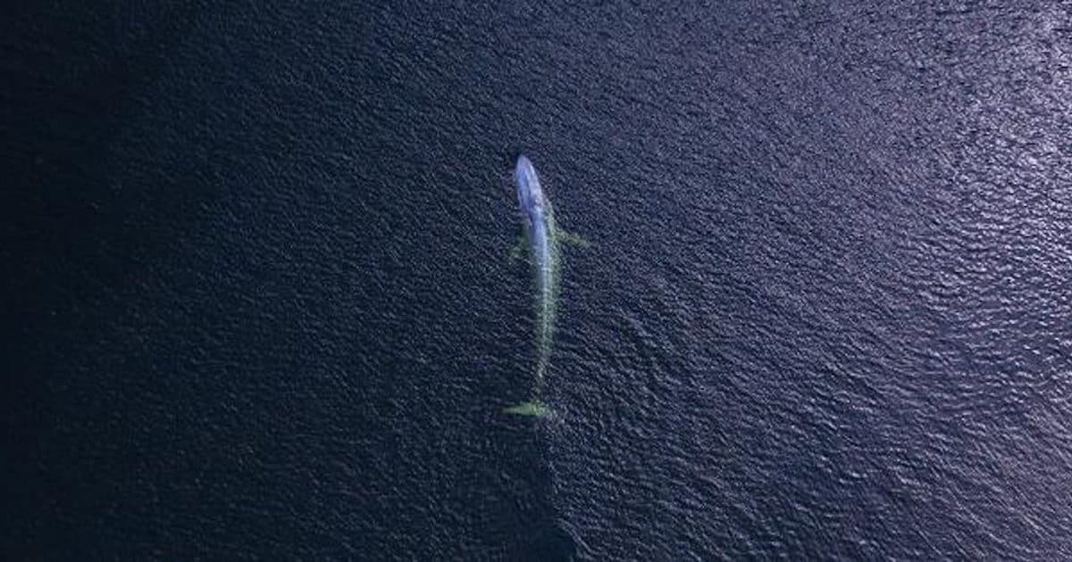 Blue Marine Foundation