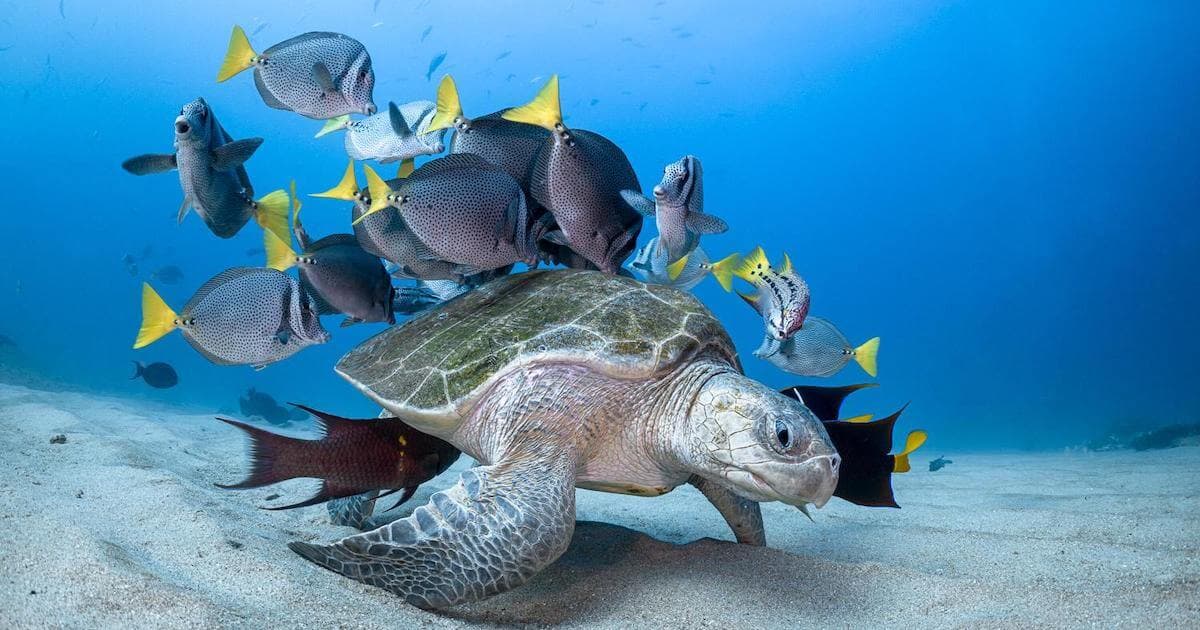 Surfers Against Sewage