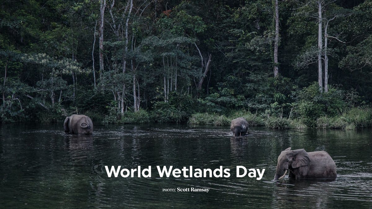#Wetlands are one of the Earth’s 🌎 most threatened ecosystems. 

Since 1970, 35% of the world’s wetlands have disappeared—a result of pollution, overfishing, invasive species and a changing climate. https://t.co/ztxZv5iMBv