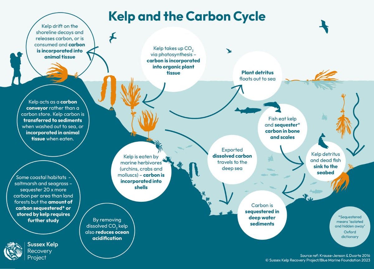 Kelp is a blue carbon habitat – one that removes carbon dioxide from the air and converts it into organic carbon in its tissue. The Sussex Kelp Recovery Project is investigating kelp’s role in helping us combat climate change. Check out kelp’s role in the carbon cycle 🌍 https://t.co/h0f1Naudh6