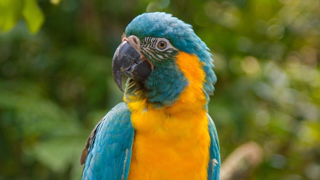 Blue-throated Macaws are naturally curious, highly intelligent #birds. Bright coloration helps to camouflage them in the wild, blending in with bright fruits and leaves of a tropical forest 🌸🌿 https://t.co/c1DMGKryzR