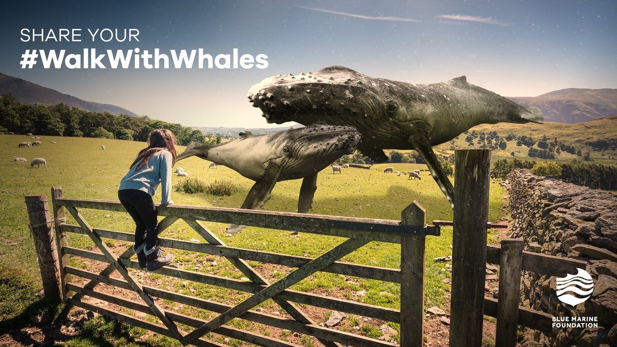 Have you used our immersive #WalkWithWhales experience yet? 🐋

Whales are important for ocean biodiversity across the globe. Step into an underwater world and bring a pod of humpback whales into your world using our immersive experience 👉 https://t.co/g0RtUy3d3H https://t.co/Nsi1b11nVK