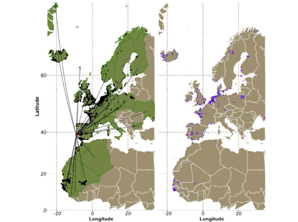 bird-migration