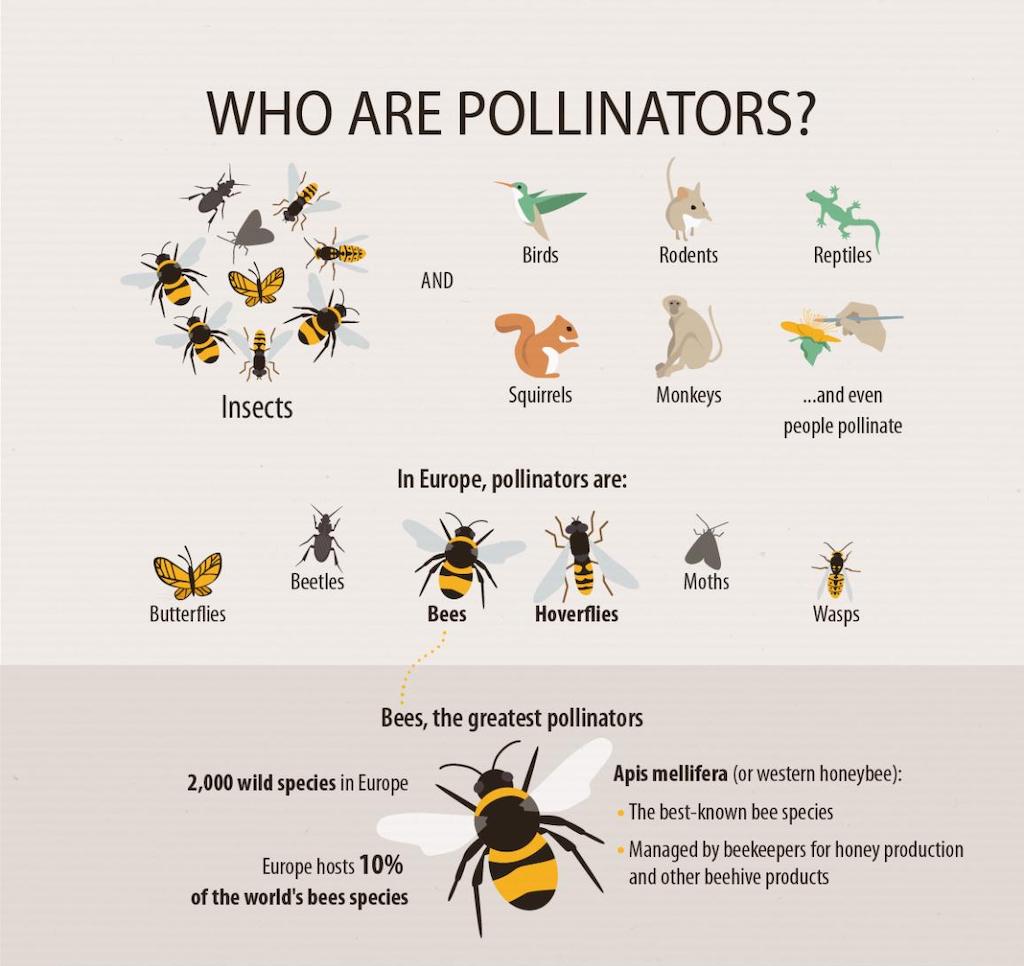 pollinators