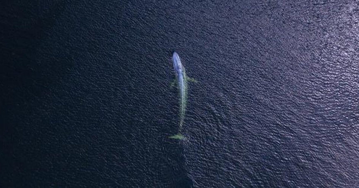 Blue Marine Foundation | Tythe